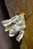 Eilema sp.